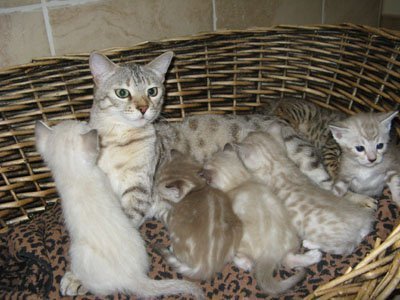 snow Mom and litter of snow kits