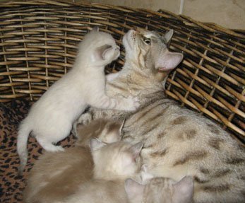 lynx and mink kittens