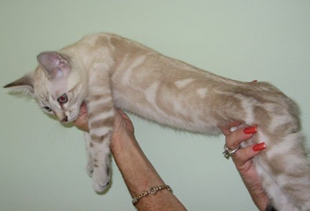seal lynx marble bengal kittens