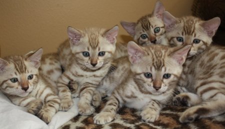 Seal Lynx Point, snow leopard bengal kittens in FL snow leopard bengal kittens for sale seal Lynx Mink Sepia charcoal snow charcoal seal lynx point charcoal mink charcoal bengal snow bengal