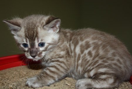 Seal Lynx Point, snow leopard bengal kittens in FL snow leopard bengal kittens for sale seal Lynx Mink Sepia charcoal snow charcoal seal lynx point charcoal mink charcoal bengal snow bengal snow charcoal kitten snow charcoal bengal charcoal snow bengal