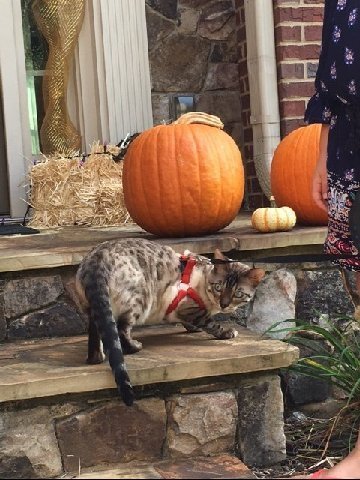 Seal Lynx Point snow bengal ready for Halloween