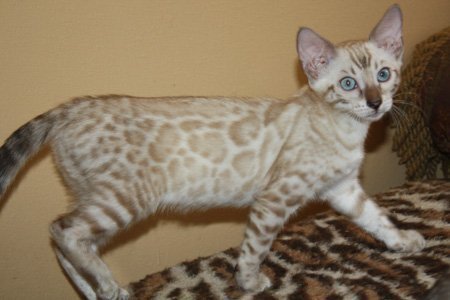 Seal Lynx Point, snow leopard bengal kittens in FL snow leopard bengal kittens for sale seal Lynx Mink Sepia charcoal snow charcoal seal lynx point charcoal mink charcoal bengal snow bengal