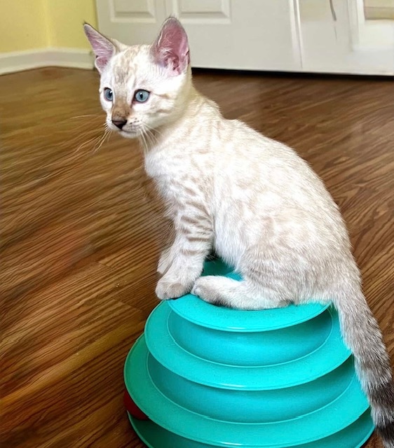 Seal Lynx Point (SLP) Snow bengal kitten color and coat contrast is still white and hasn't started to show and develop from Zawieco Bengals in Florida