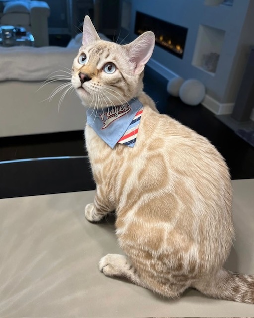 Seal Lynx Point (SLP) Snow bengal kitten color and coat contrast of spots is still light and hasn't started to show and develop from Zawieco Bengals in Florida
