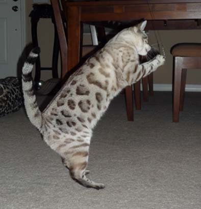 snow leopqard spotted bengal kittens for sale in Florida