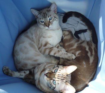 seal lynx bengal cats