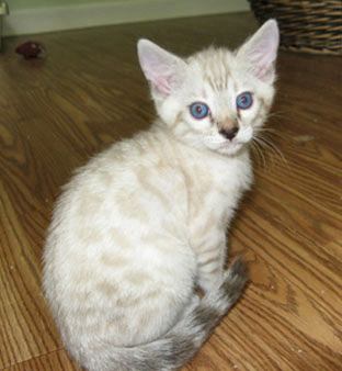 snowleopard bengals in south florida