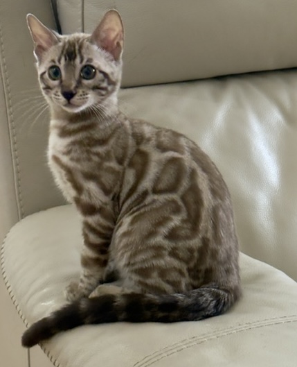 Seal Mink snow bengal kitten from ZawieCo Bengals breeding snow bengal kittens available in Florida