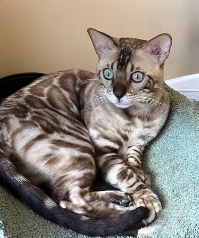 seal mink snow bengal eye color