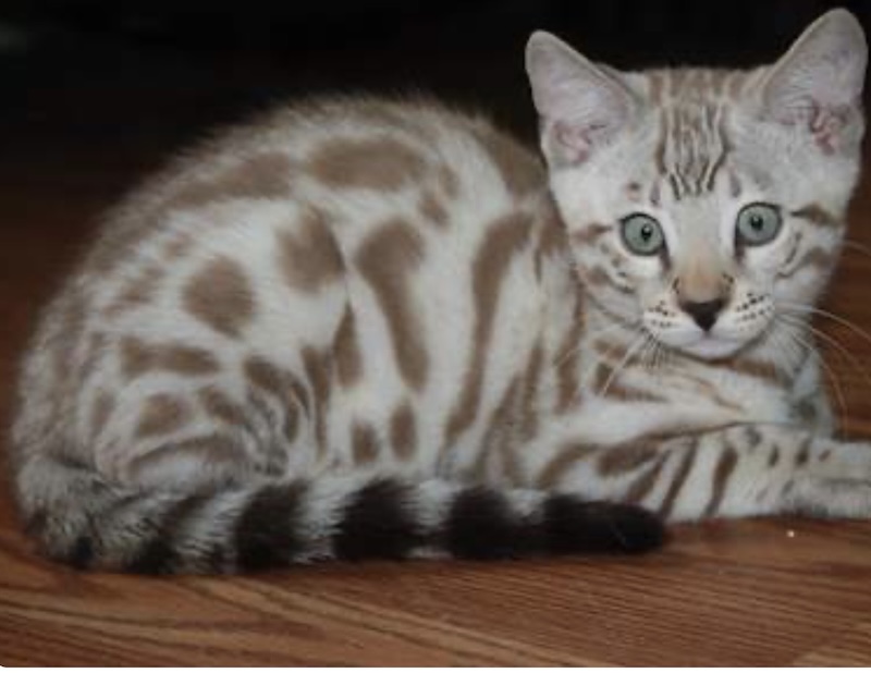 Seal Mink snow bengal kitten from ZawieCo Bengals breeding snow bengal kittens available in Florida