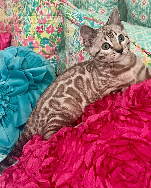 Seal Mink snow bengal kitten from ZawieCo Bengals breeding snow bengal kittens available in Florida