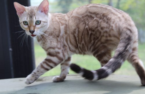 Seal Mink snow bengal kitten from ZawieCo Bengals breeding snow bengal kittens available in Florida