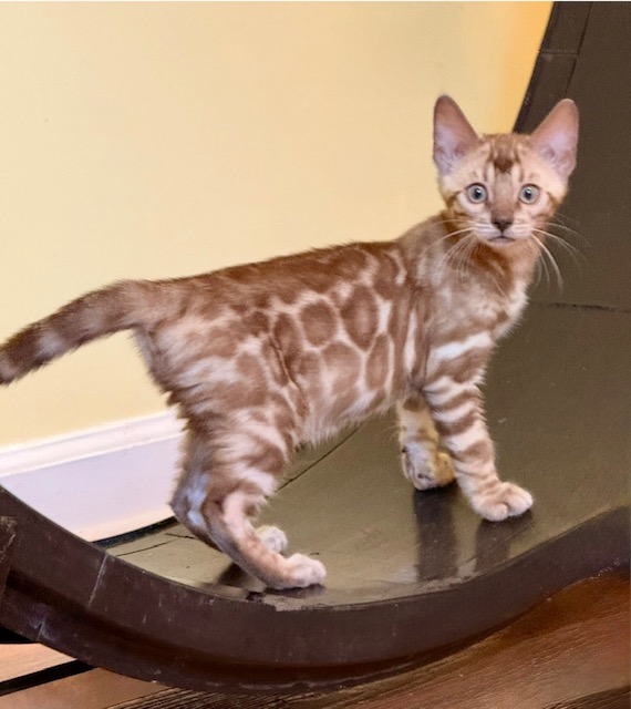 Seal Mink snow bengal kitten from ZawieCo Bengals breeding snow bengal kittens available in Florida